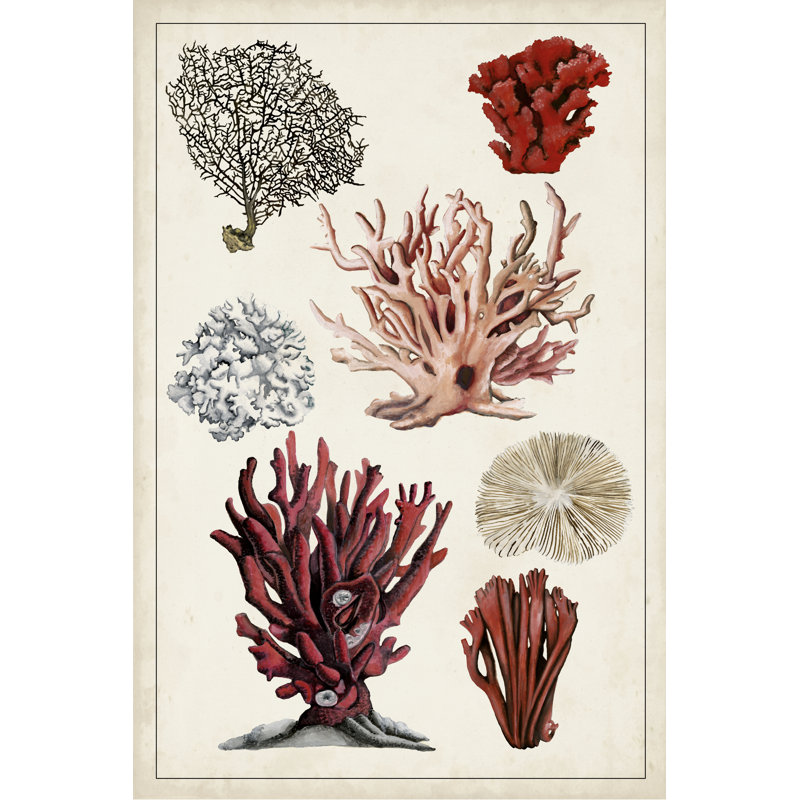 Antique Coral Study I by Naomi McCavitt - Painting on Canvas, 91 cm H x 61 cm W, Wrapped Canvas