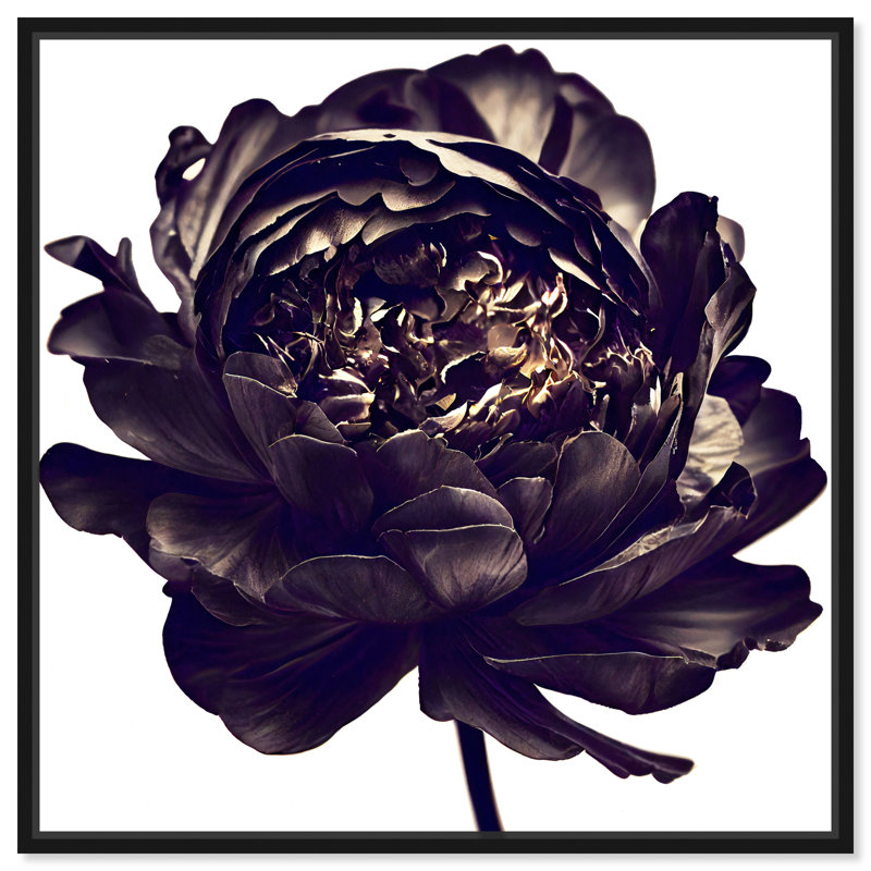 Pivoine noire - Impression sur toile, Cadre noir, H 13 po x l 13 po
