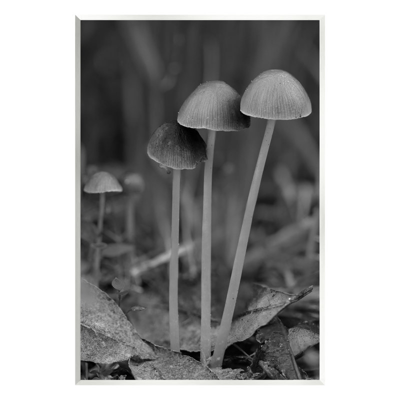 " Forest Mushroom Photography " by Lil' Rue, H 15 po x l 10 po x P 0,5 po