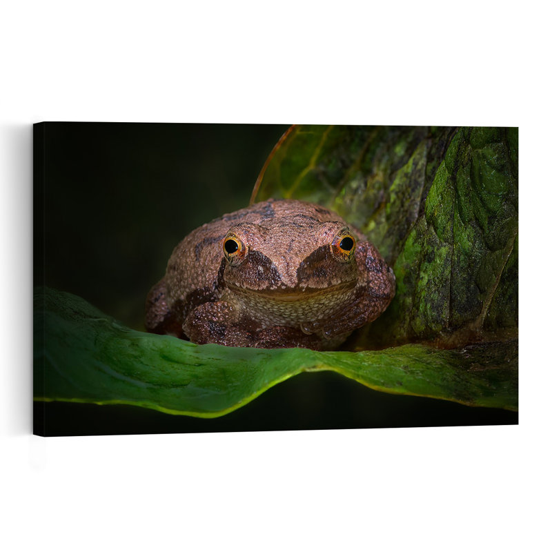 Curious Frog Portrait Abstract Contemporary Frog Landscape Nature Wall Art Print 1 Piece Wrapped Canvas Wall Art