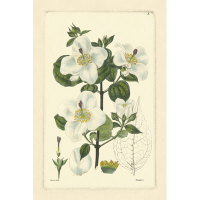 White Curtis Botanical III by Vision Studio - Wrapped Canvas Painting