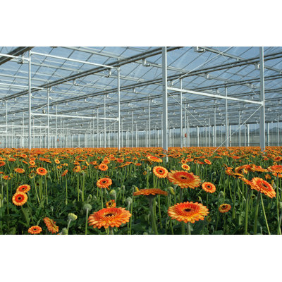 Gerbera Grow 1 Piece Wrapped Canvas Wall Art