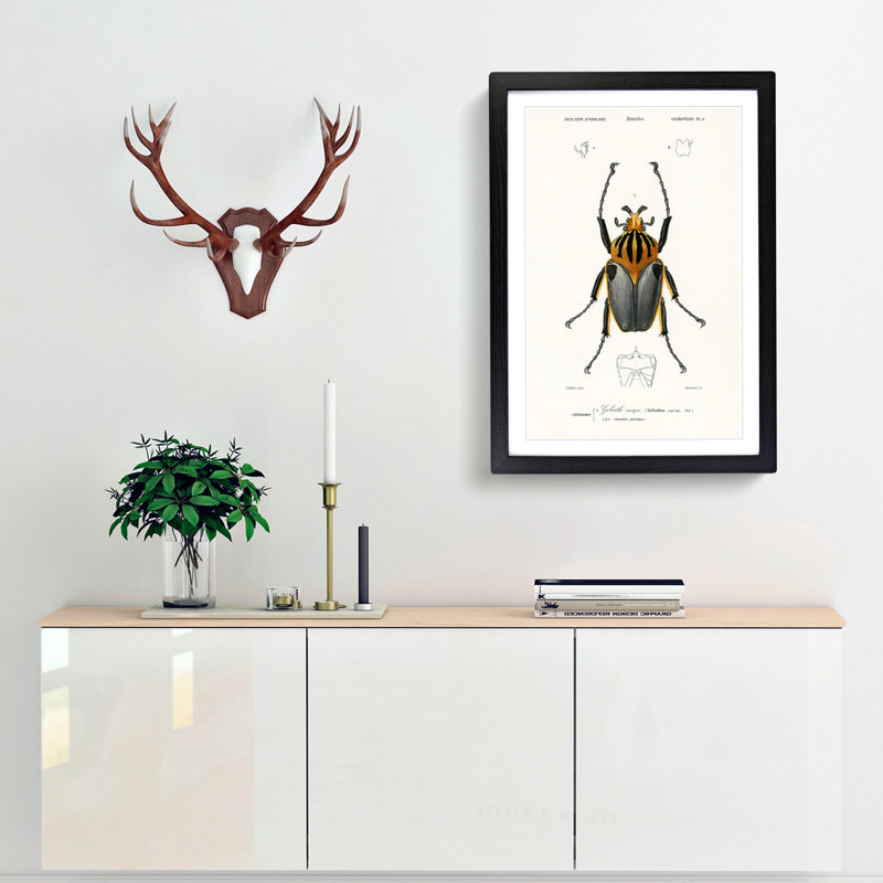 Beetle Illustration PL.6 by Charles D'Orbigny - Single Picture Frame Print, Black Framed, 45cm H x 33cm W x 2cm D