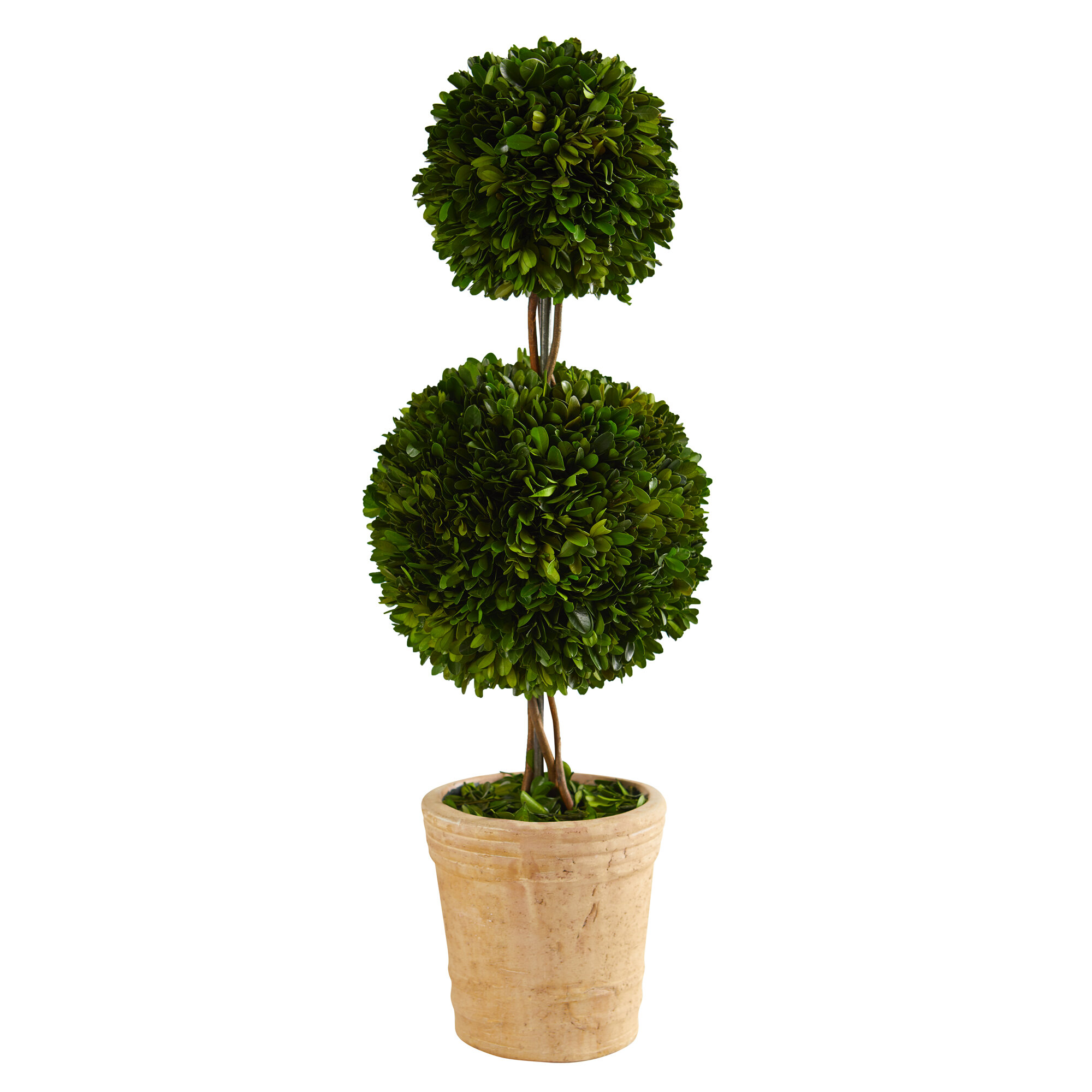 One Allium Way 23'' Preserved Boxwood Topiary in Planter | Wayfair