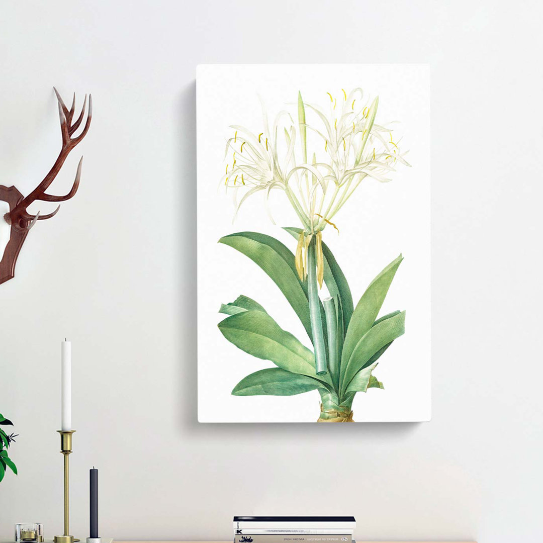 Spiderlily by Pierre-Joseph Redoute - Wrapped Canvas