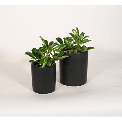Upshining Live Fern Plant in Ceramic Pot