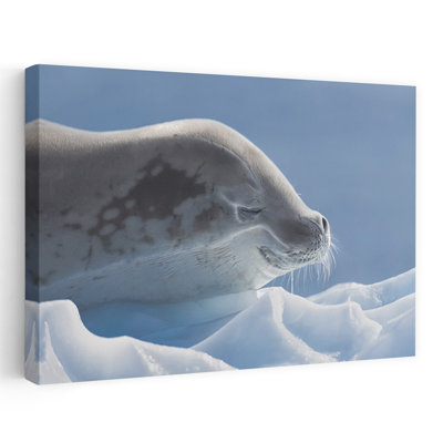 " Peaceful Seal On Ice Peaceful Serene Tranquil Animal Nature Wall Art Print " by Yun Wang