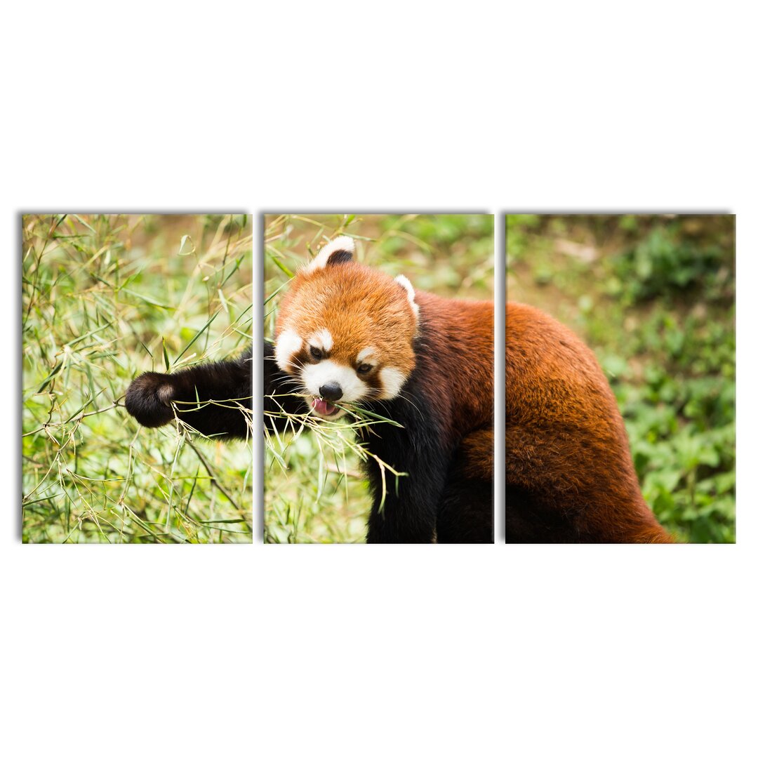 3-tlg. Leinwandbilder-Set Niedlicher roter Panda in Grün