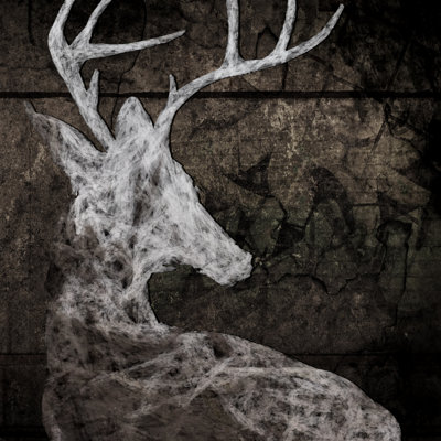 Wild One II by Karen Smith - Wrapped Canvas Print