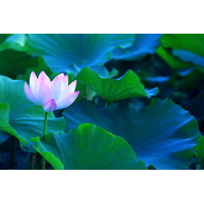 " Mystic Lotus "