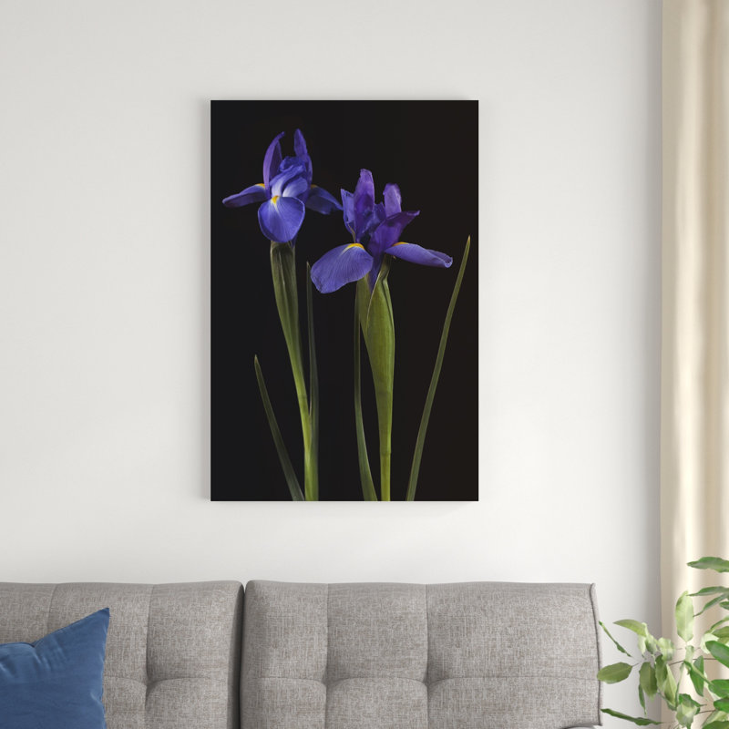 Iris sur fond noir II, H 36 po x l 24 po