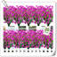 Arrangement Lillies-983255575