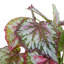 Begonia 40cm Plant