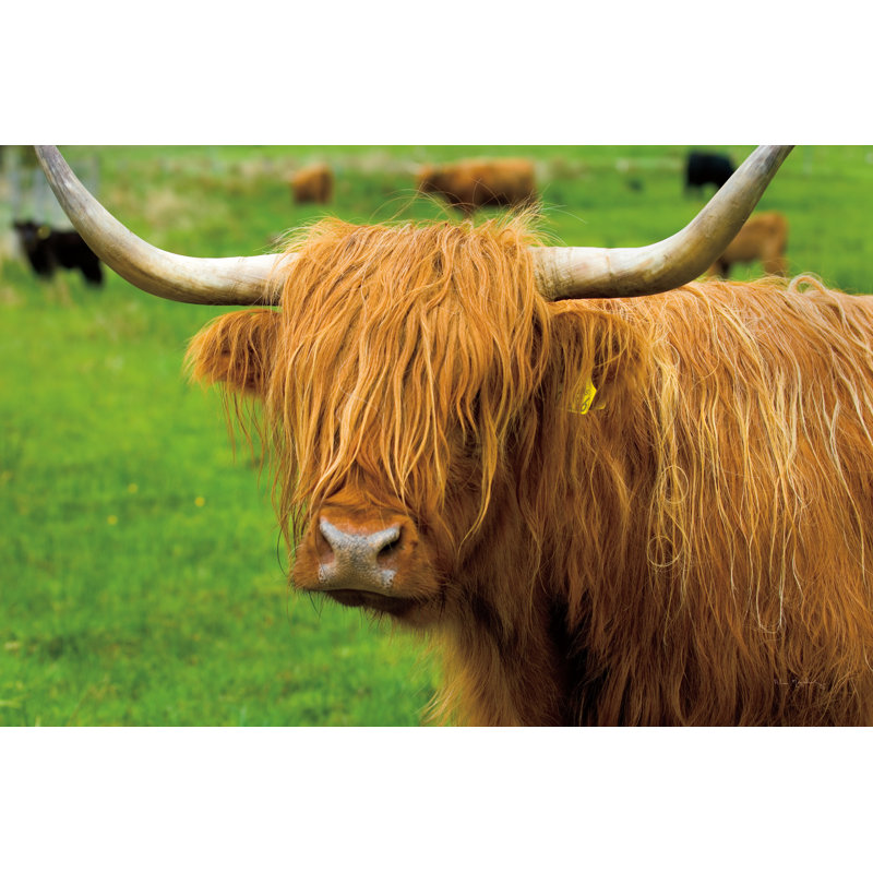 " Scottish Highland Cattle I " by Alan Majchrowicz, 32" H x 48" W