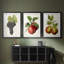 Fruit antique 8 - impression encadrée de qualité supérieure sur mesure mat - 3 pièces-130167272