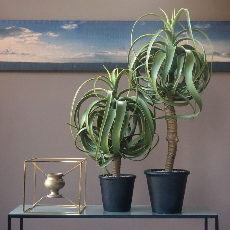 Faux Potted Aloe Tree, 23' H x 14" W x 14" D