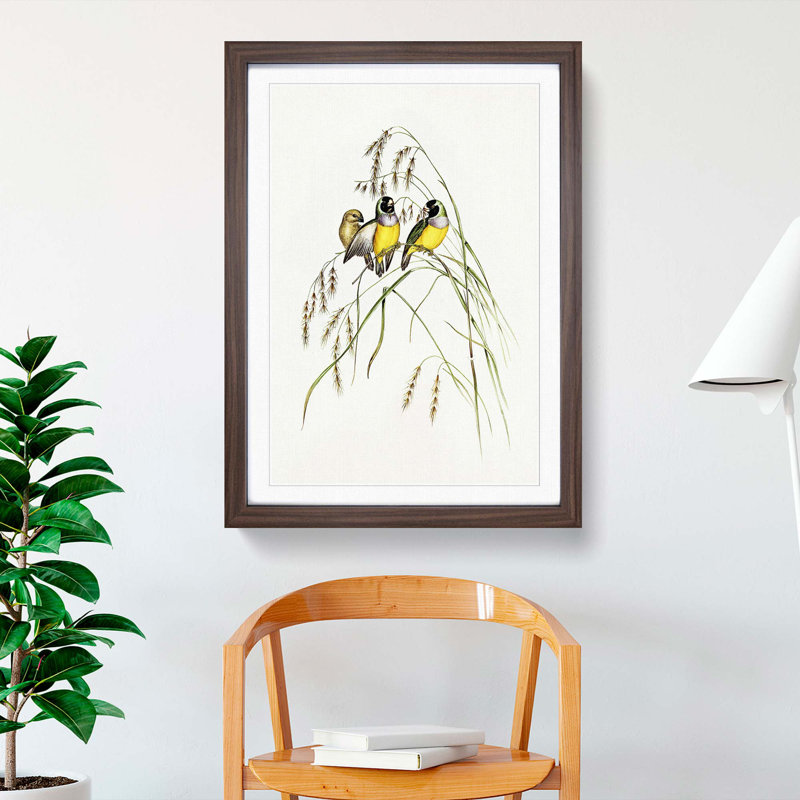 Gouldian Finch by Elizabeth Gould - Picture Frame Art Print, 36cm H x 27cm W x 2cm D, Walnut Framed