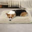 Coussin de siège pour animal de compagnie-863325964-863325952