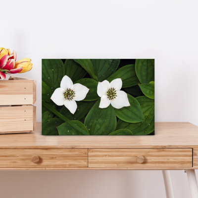 Bunchberry en fleurs, gros plan, Vermont, États-Unis. "Bold Delicate Contemporary Nature Flower", art mural