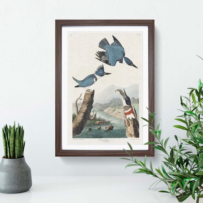 Belted Kingfishers by John Audubon - Framed Print, 33cm H x 24cm W x 2cm D, Walnut Framed