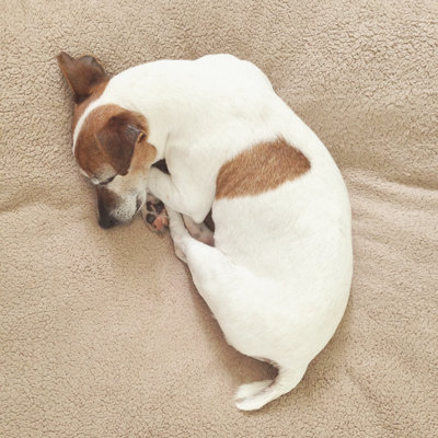 Dog curled up 481349884