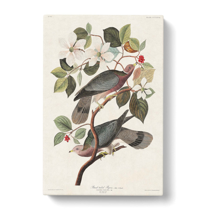 Band-tailed Pigeons by John Audubon - Wrapped Canvas Painting, 60cm H x 40cm W x 3cm D