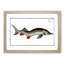 Rusfish-Sturgeon Fish by M.E. Bloch - Picture Frame Painting Print-55613323-55613324
