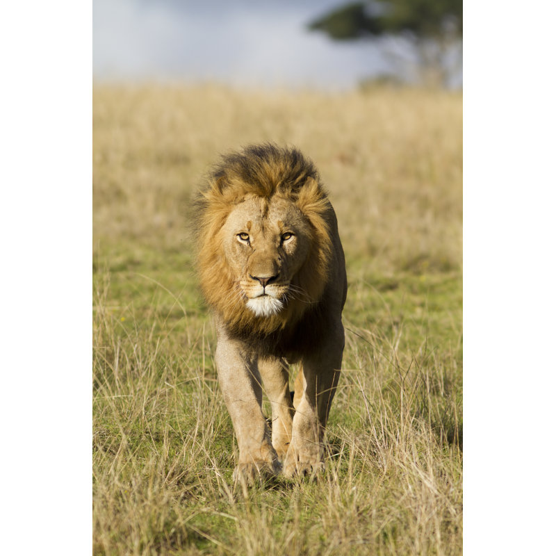 Lion Head-On - Wrapped Canvas Print, 122cm H x 81cm W