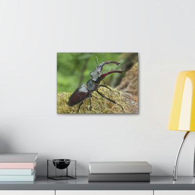 Coccinelle à la chasse