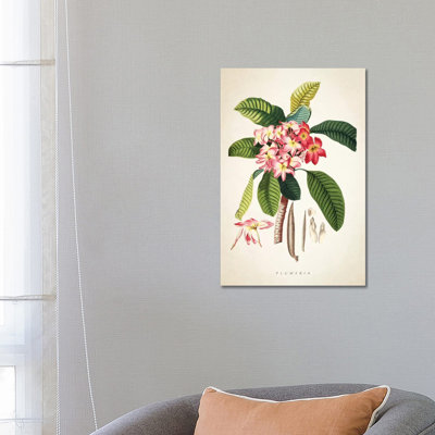 Plumeria Botanical Print - Wrapped Canvas Painting