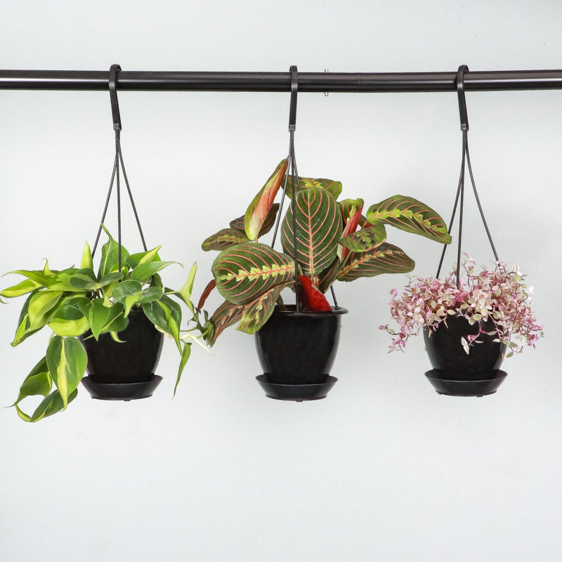 Brazil Philodendron 4'' Indoor Hanging Plant in Black Pot