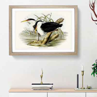 Pied Egrets by Elizabeth Gould - Picture Frame Painting Print