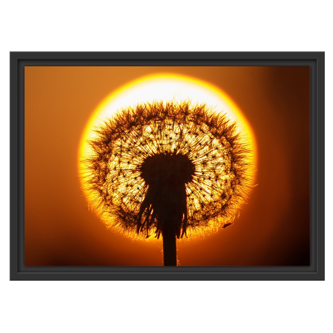 Gerahmtes Wandbild Pusteblume abends