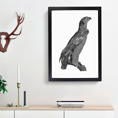 Spotted Eagle Illustration - Framed Print