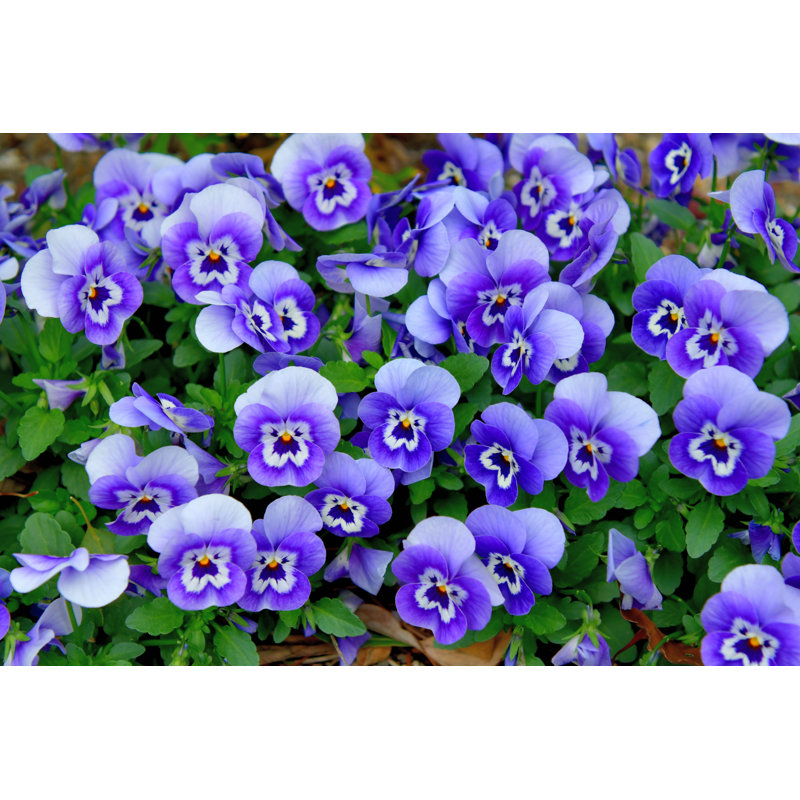 Variety Of Viola Flowers by Magicflute002 - Print, 61cm H x 91cm W