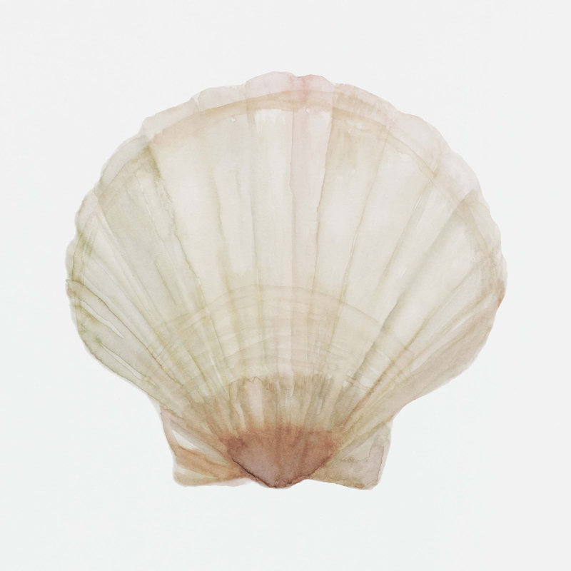Sea Shell 6 Print, 40" H x 40" W, Wrapped Canvas