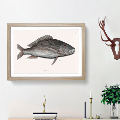 Mutton Fish by Mark Catesby - Framed Print