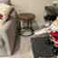 Photos des clients 1 de 1