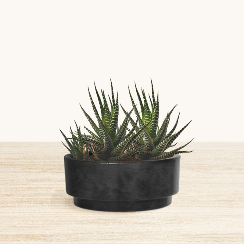 Pot à fleurs rond écologique Dempsi ECOBO, utilisation intérieure / extérieure Carioca Four Seasom, Gris foncé