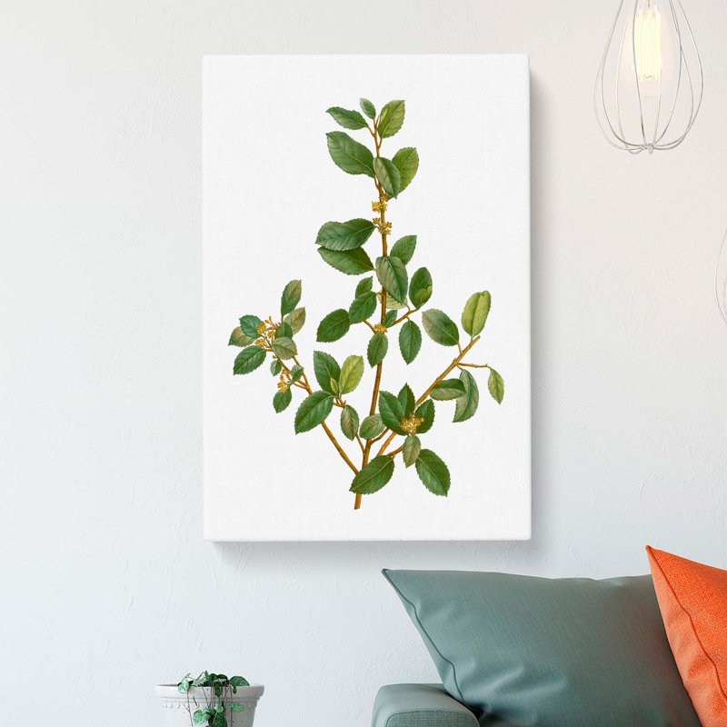 Italian Buckthorn Tree by Pierre-Joseph Redoute - Wrapped Canvas, 50cm H x 35cm W x 3cm D