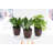 Live Low Light Houseplant Set of 3-70535089