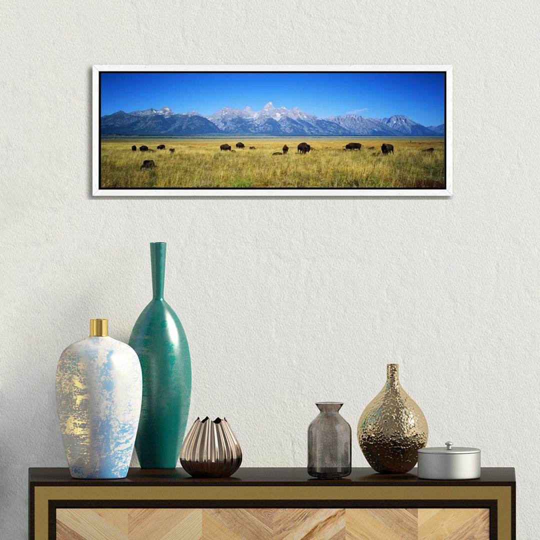 Field Of Bison With Mountains In BackgroundGrand Teton National Park, Wyoming, USA von Panoramic Images - Panoramic Gall...