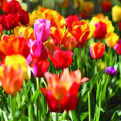 Fleurs pour l'amour photo