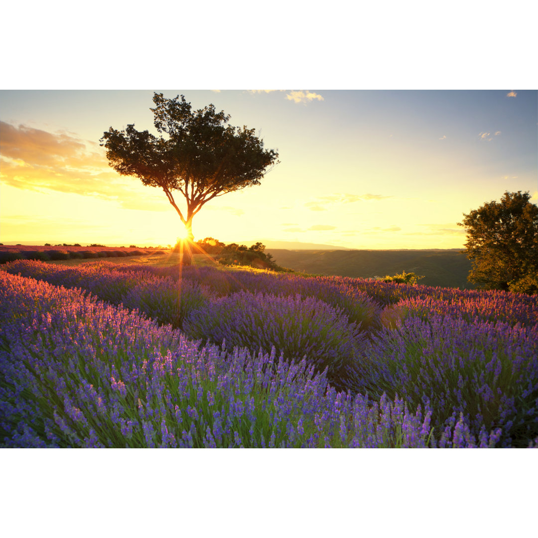 Lavendel in der Provence bei Sonnenuntergang von Nicolamargaret - Kunstdrucke ohne Rahmen auf Leinwand