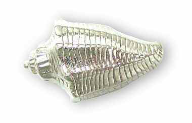 (5 Pack) 1-5/8 inch Conch Shell Knob Satin Nickel