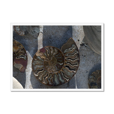 Gifts of the Shore XVI 1 Piece Wall Art