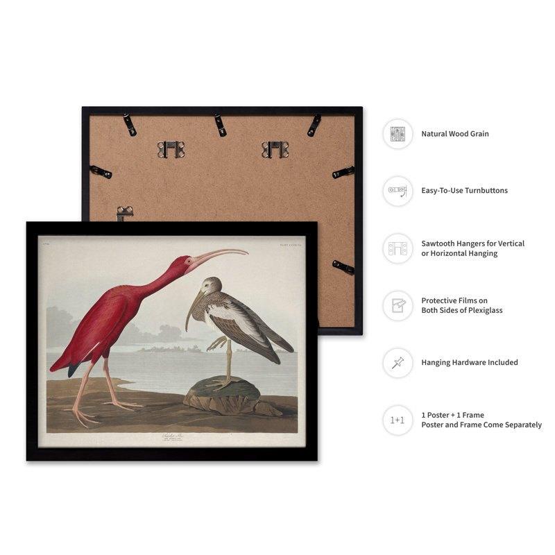John James Audubon - Écarlate, Black Framed, Poster, 11"H x 14"W