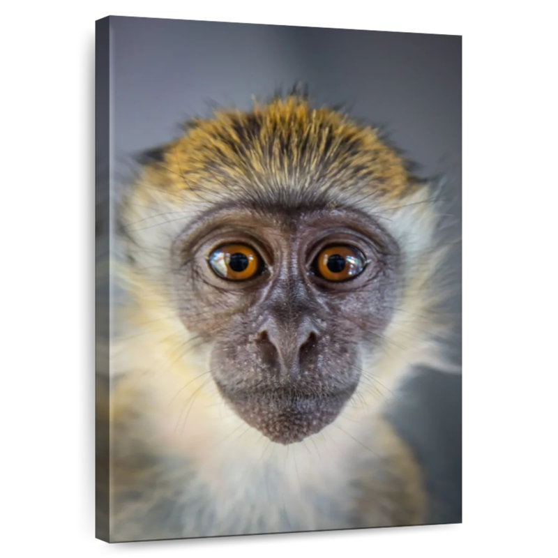 Singe Brampt Vervet, H 45 po x l 30 po