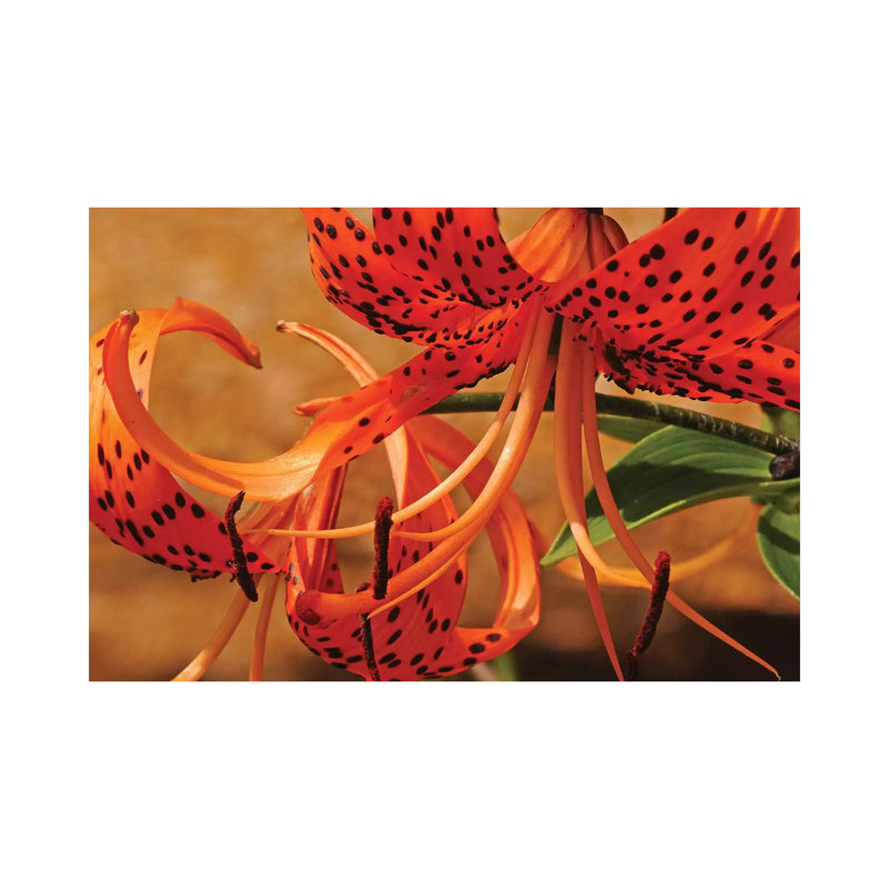 Turk'S Cap Lilies by Brian Wolf - Wrapped Canvas Print