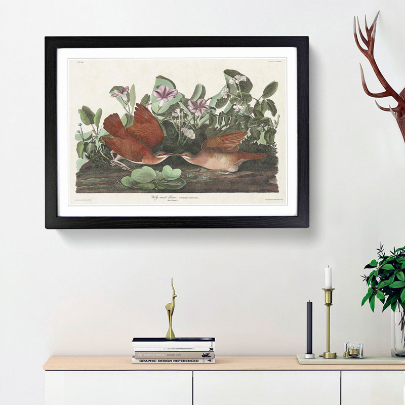 Key-West Doves by John Audubon - Picture Frame Art Print, 48cm H x 65cm W x 2cm D, Black Framed